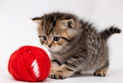 Kitten playing with red yarn ball