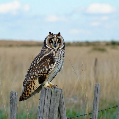 Short-eared Owl on Fence Post