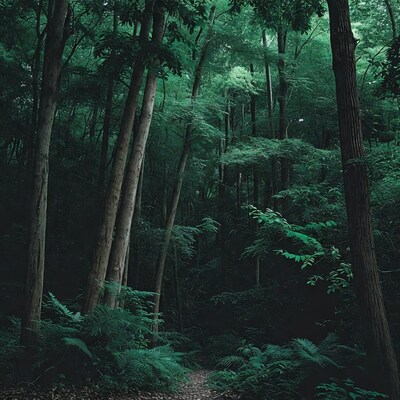 Forest Path in Lush Green Woods