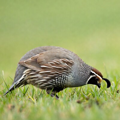California Quail foraging in grass