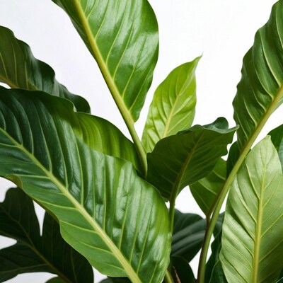 Large green monstera leaves on white background