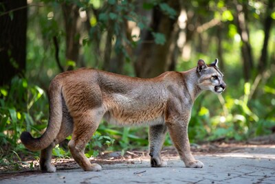 Cougar walking in green forest