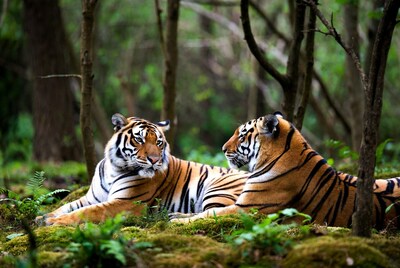 Two Tigers Resting in Forest