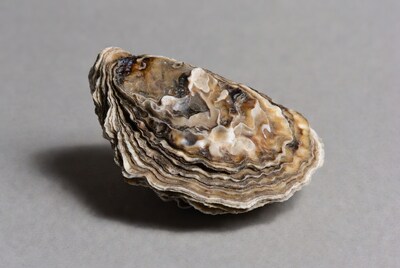 Oyster shell on gray background