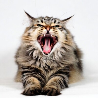 Fluffy Cat Yawning Widely
