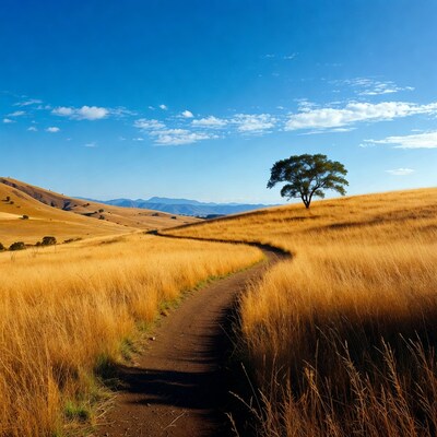 Lone oak tree on golden grass hill path
