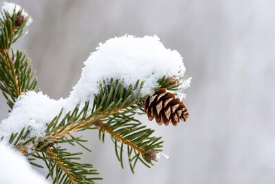 Snowy pine branch with pinecone