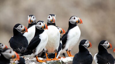 Group of puffins on rocky cliff