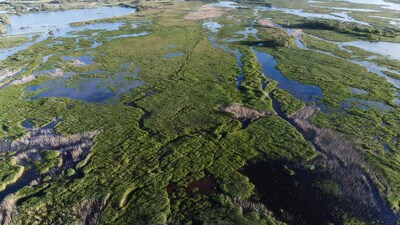 Aerial view of lush wetlands