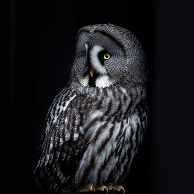 Great Grey Owl on black background