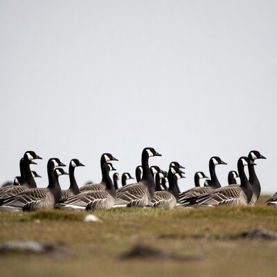 Flock of Canada Geese on Grass