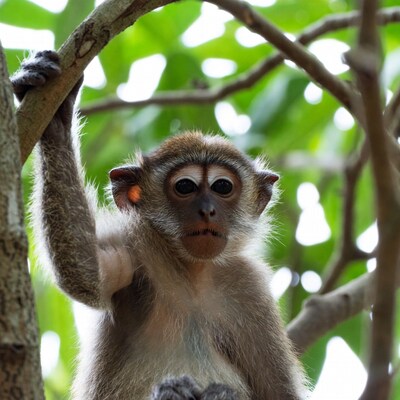 Long-tailed macaque hanging on tree branch