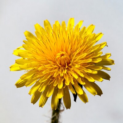 Yellow dandelion flower on white background