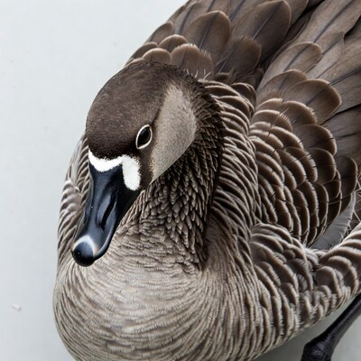 Close-up of Hawaiian Goose