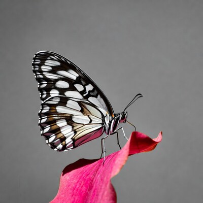 White butterfly on pink petal