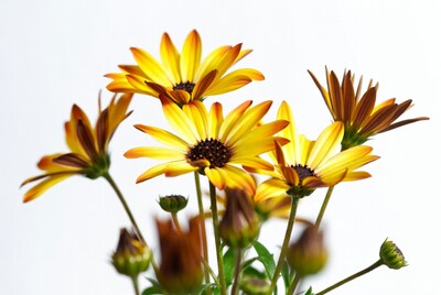Yellow Gerbera Daisies on White Background