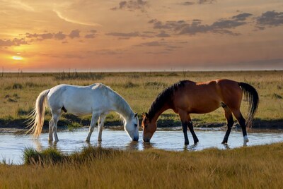 White and bay horses drinking at sunset