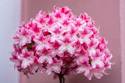 Pink Azalea Flower Cluster