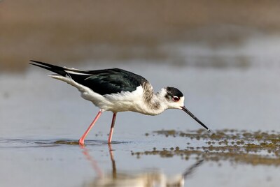 Black-winged Stilt foraging in water