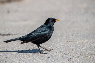 Blackbird walking on gravel ground