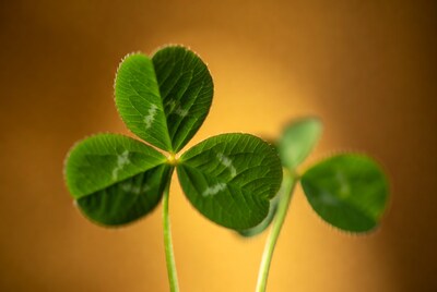 Four-leaf clover on orange background