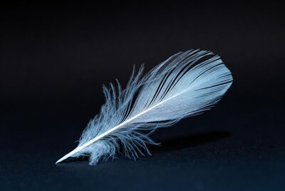 White feather on black background