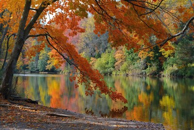 Autumn Maple Tree Over River