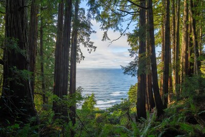 Redwoods Framing Ocean View
