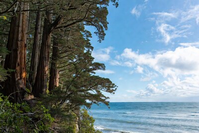 Redwoods on Cliff Overlooking Ocean
