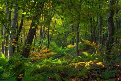 Lush Forest with Ferns and Fall Foliage