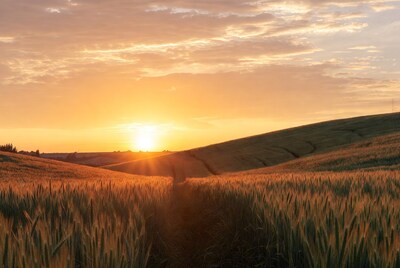 Sunset over wheat fields