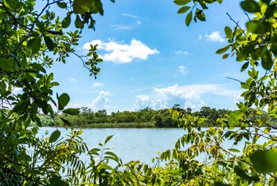 Lake framed by green leaves