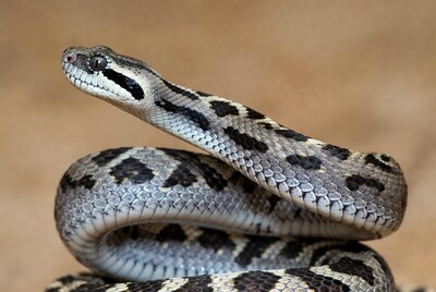 Garter Snake Coiled on Brown Background