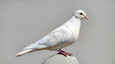 White dove perched on stone