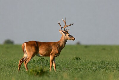 White-tailed deer in green field
