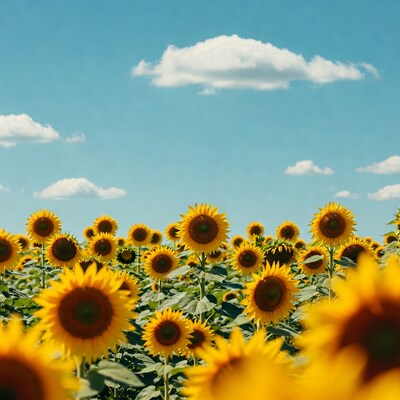 Sunflower Field Under Blue Sky
