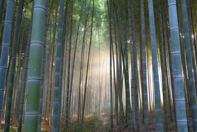 Sunlight filtering through bamboo forest