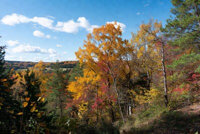 Autumn Forest with Vibrant Fall Colors