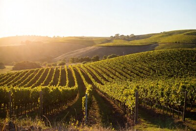Vineyard rows at sunset