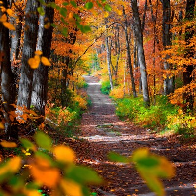 Autumn Forest Path with Colorful Trees
