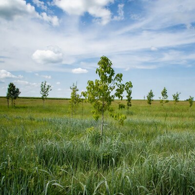 Young trees in green meadow under blue sky