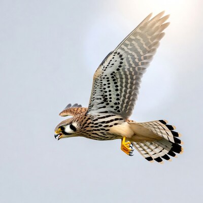 Kestrel Flying with Wings Spread