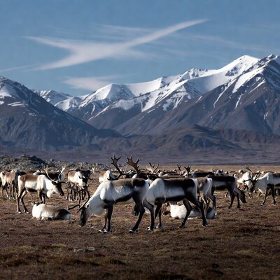 Herd of Reindeer Grazing Snowy Mountains