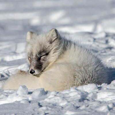 Arctic fox lying in snow
