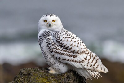 Snowy Owl Perched on Mossy Rock