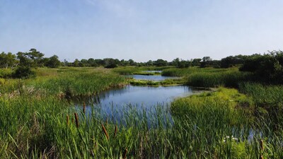 Marsh with cattails and blue water