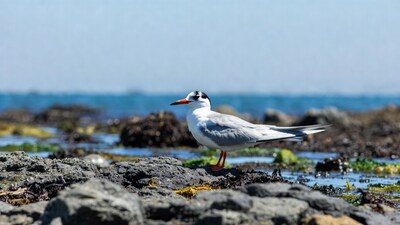 Elegant Tern on Rocky Shore