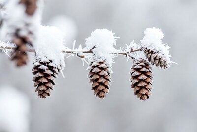 Snow-covered pine cones on branch