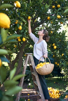 Woman picking lemons from tree on ladder