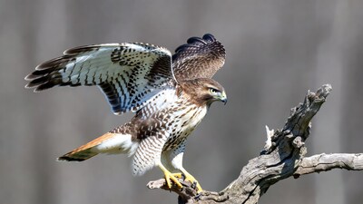 Red-tailed Hawk Perched on Branch